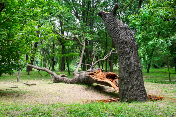 Best Lawn Disease Treatment  in Lansing, KS